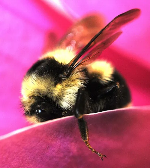 QUEEN BUMBLE BEE--The queen bumble bees are out again, after overwintering. Entomologist Lynn Kimsey found this young queen in Briggs Hall on the UC Davis campus yesterday. (Photo by Kathy Keatley Garvey)