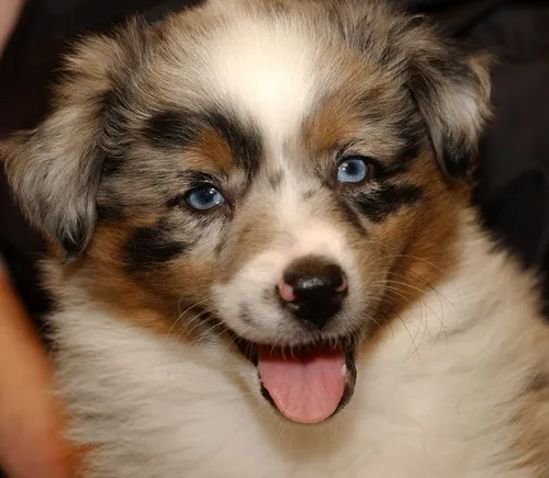 Blue merle mini-Australian shepherds have one: a tongue. (Photo by Kathy Keatley Garvey)