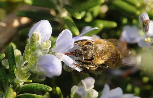 Just like the puppy above, the industrious honey bee has a tongue, too, or what entomologists call "mouthparts." Here's a pollen-dusted bee in the UC Davis Aboretum nectaring a flower. (Photo by Kathy Keatley Garvey)