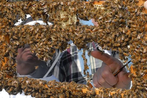 FRAMED--This is a close-up of a frame from one of the hives at the Harry H. Laidlaw Jr. Honey Bee Research Facility. (Photo by Kathy Keatley Garvey)