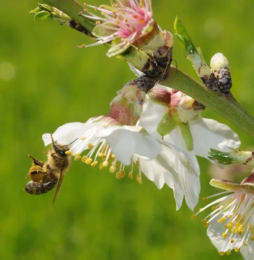 POLLEN LOAD--A pollen-packing bee at the Harry H. Laidlaw Jr. Honey Bee Research Facility visits an almond blossom. This photo was taken March 5. (Photo by Kathy Keatley Garvey)