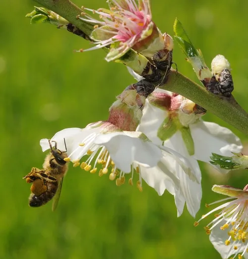 PACKING POLLEN--A worker bee packs pollen in her pollen basket as she visits almond blossoms on the grounds of the Harry H. Laidlaw Jr. Honey Bee Research Facility on Thursday, March 5. (Photo by Kathy Keatley Garvey)