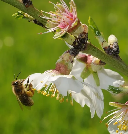 TURNING AROUND--This honey bee on the Harry H. Laidlaw Jr. Honey Bee Research Facility grounds turns around to gather nectar from an almond blossom. (Photo by Kathy Keatley Garvey)
