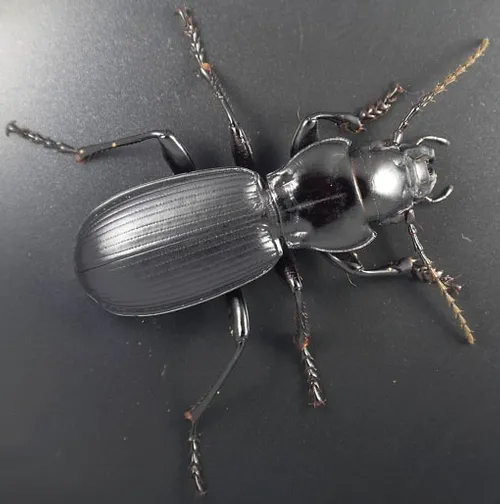 This is a photo of Pterostichus lama, which UC Berkeley scientist Kipling "Kip" Will describes as "the largest carabid beetle in California and as big as any in North America." It was taken by one of his students, Ainsley Seago.
