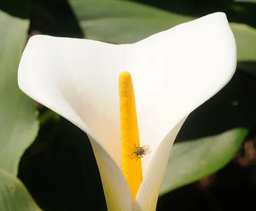 A LONE FLY visits a flower in the Storer Garden, UC Davis Arboretum, on Feb. 27, 2009. The common housefly is known to transfer at least 100 different pathogens and carry about 6.6 million bacteria on its body at a single time, according to UC Davis forensic entomologist Bob Kimsey. (Photo by Kathy Keatley Garvey)