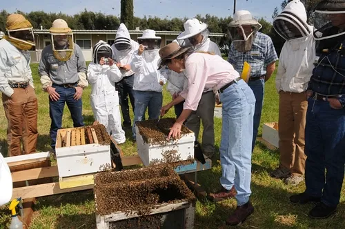 BEE BREEDER-GENETICIST Susan Cobey (center, with frame) manager of the Harry H. Laidlaw Jr. Honey Bee Research Facility teaches a class on the "Art of Queen Bee Rearing." Here she transfers bees. This photo shows an estimated 250,000 bees. (Photo by Kathy Keatley Garvey)