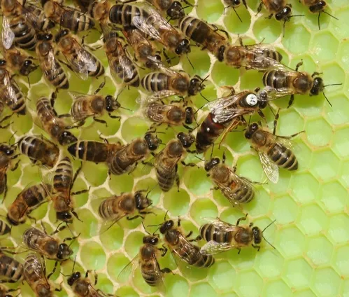 QUEEN BEE (with dot) is catered to by worker bees. In the peak season, she can lay about 2000 eggs a day. (Photo by Kathy Keatley Garvey)