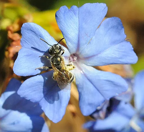 THIS NATIVE POLLINATOR is a female sweat bee (Halictus tripartitus), so nicknamed because it is attracted to sweat. (Photo by Kathy Keatley Garvey)