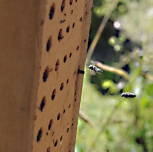 BEE CONDO--A grower created this "bee condo"--a slab of wood drilled with different-sized holes--to attract native pollinators. Here leafcutter bees head for their nest cavities. (Photo by Kathy Keatley Garvey)