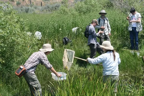 BUG BOOT CAMP--Students in the five-week "Bug Boot Camp" search for insects. UC Davis professor and ant specialist Phil Ward is second from right. (Photo by Andrea Lucky)