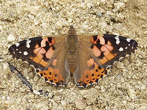 PAINTED LADIES are now passing through north-central California. This one passed through during the 2005 migration. (Photo courtesy of Arthur Shapiro)