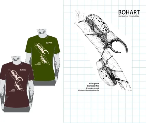 WESTERN HERCULES BEETLES--This is the original drawing by UC Davis undergraduate student Courtney Lambert that graces a Bohart Museum of Entomology T-shirt. The T-shirt is part of the Bohart Museum's educational and outreach program. Proceeds are used to provide continuing undergraduate support and training at the Bohart.