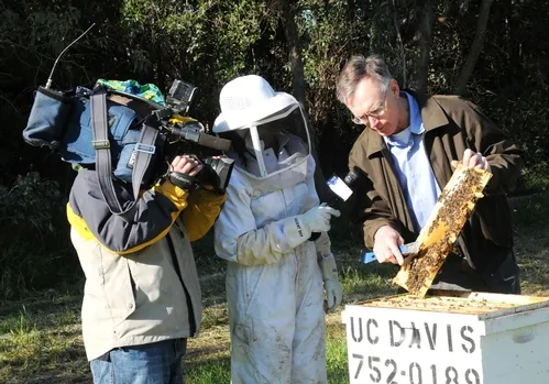THE BEE MAN, aka Eric Mussen, Cooperative Extension apiculturist and faculty member at UC Davis, talks to Fox 40 reporter Darsha Philips (center) and cameraman Andrew Faulk. (Photo by Kathy Keatley Garvey)