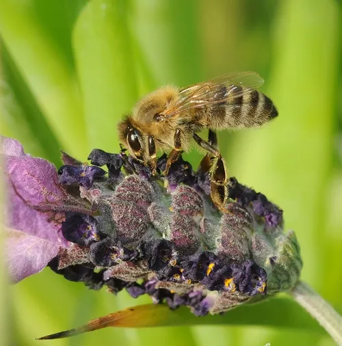 BEE ON LAVENDER--A honey bee visits a potted Spanish lavender, Otto Quast, at the Harry H. Laidlaw Jr. Honey Bee Research Facility, UC Davis. (Photo by Kathy Keatley Garvey)