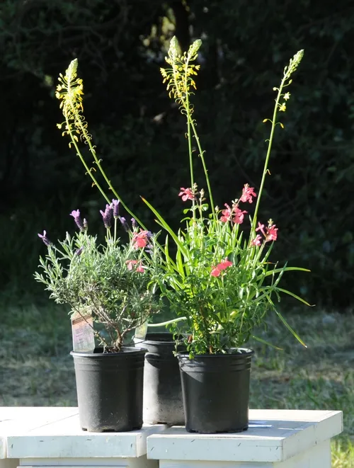 BEE FRIENDLY PLANTS--Lavender, salvia and stalked bulbine are among the scores of bee friendly plants that gardeners are encouraged to grow in their yards. Missy Borel of the California Center for Urban Horticulture, UC Davis, brought these plants for a television interview today at the Harry H. Laidlaw Jr. Honey Bee Research Facility, UC Davis. (Photo by Kathy Keatley Garvey)