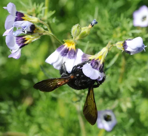CARPENTER BEE snuggles inside a Bird's Eye (Gilia tricolor) blossom. Voila! An Easter bonnet. (Photo by Kathy Keatley Garvey)