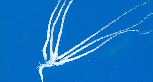 SEA CREATURE--Forensic entomologist Rebecca O'Flaherty of UC Davis created this Maggot Art piece titled "Sea Creature." It drew "oohs and aahs" at her 2007 Maggot Art Show in Sacramento. (Photo by Rebecca O'Flaherty)