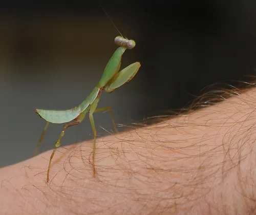THIS HOODED PRAYING MANTIS, a baby, is a new resident of the Bohart Museum of Entomology. (Photo by Kathy Keatley Garvey)