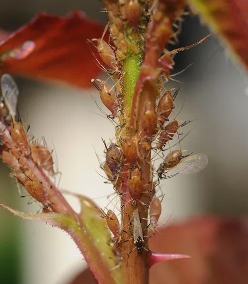 THIS IS NOT A ROSY SITUATION--Scores of aphids run up and down the stem of a rose bush, sucking plant juices. (Photo by Kathy Keatley Garvey)