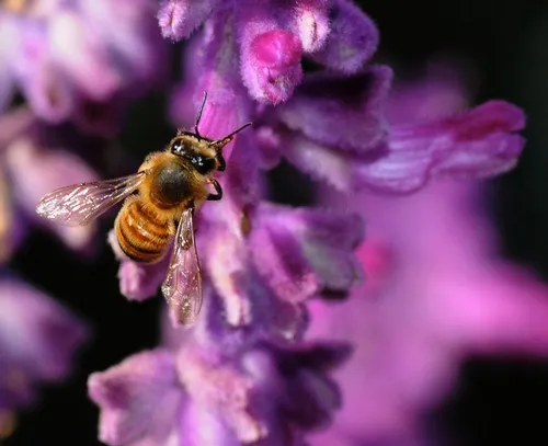 HONEY BEE on salvia (sage). Sage honey, primarily produced in California, is rich and light with a cloverlike flavor and "an elegant after taste," according to the National Honey Board. (Photo by Kathy Keatley Garvey)