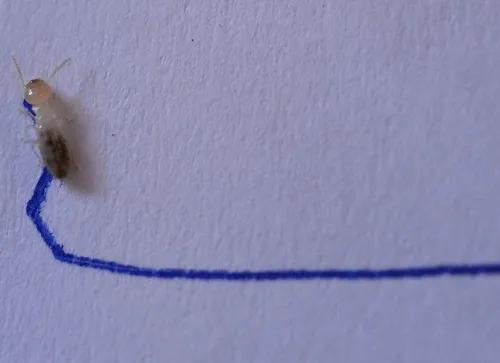 WALKING THE LINE--A termite follows the scent of what smells like a pheromone, and stops at the end of the ink line. (Photo by Kathy Keatley Garvey)