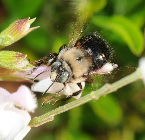 OL' BLUE EYES--This is a male mountain carpenter bee, Xylocopa tabaniformis orpifex Smith, nectaring salvia (sage). Photo by Kathy Keatley Garvey)