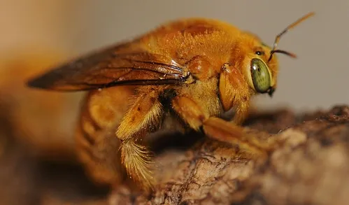OL' GREEN EYES--This is a male valley carpenter bee (Xylocopa varipuncta), often referred to as a "teddy bear." Males do not sting.(Photo by Kathy Keatley Garvey)