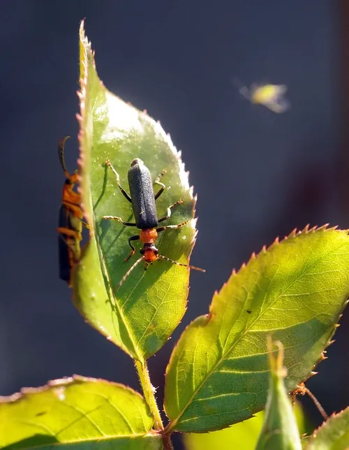 APHID IN FLIGHT--An aphid flies toward a rose bush, unaware that two predators--soldier beetles--lie in wait. (Photo by Kathy Keatley Garvey)