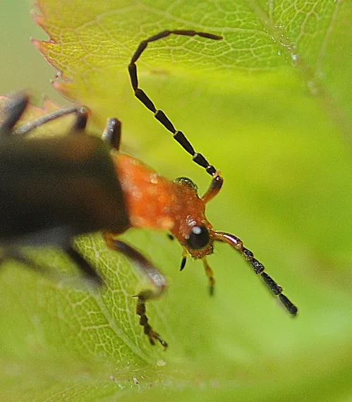 ANTENNAE of a soldier beetle. This is a beneficial insect that eats aphids, caterpillars and other soft-bodied insects.(Photo by Kathy Keatley Garvey)