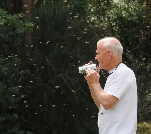VETERAN VENTURA beekeeper Bill Weinerth films the bee swarm Thursday, April 23 at the Harry H. Laidlaw Jr. Honey Bee Research Facility. He was at the UC Davis facility for an advanced bee insemination course taught by bee breeder-geneticist Susan Cobey. (Photo by Kathy Keatley Garvey)