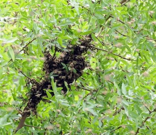 CLOSE-UP of bee swarm in a tree at the Harry H. Laidlaw Jr. Honey Bee Research Facility, UC Davis. (Photo by Kathy Keatley Garvey)