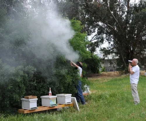 BEE BREEDER-GENETICIST Susan Cobey calms the swarm by smoking it as beekeeper Bill Weinerth films the activity. Cobey shook the bees loose from the limb and moved them into a new hive. (Photo by Kathy Keatley Garvey)