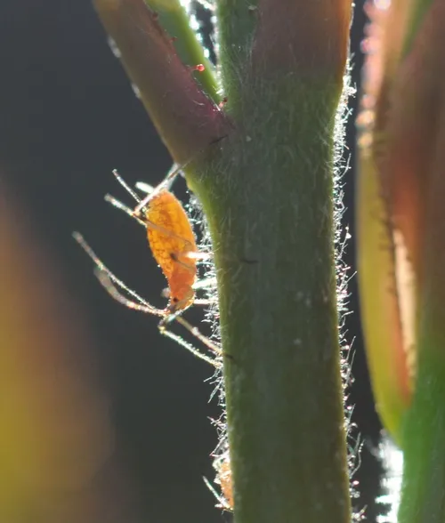 EARLY MORNING SUN warms an aphid. (Photo by Kathy Keatley Garvey)