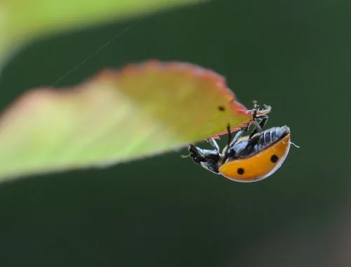 UPSIDE DOWN--A ladybug scoots under a rose leaf. (Photo by Kathy Keatley Garvey)