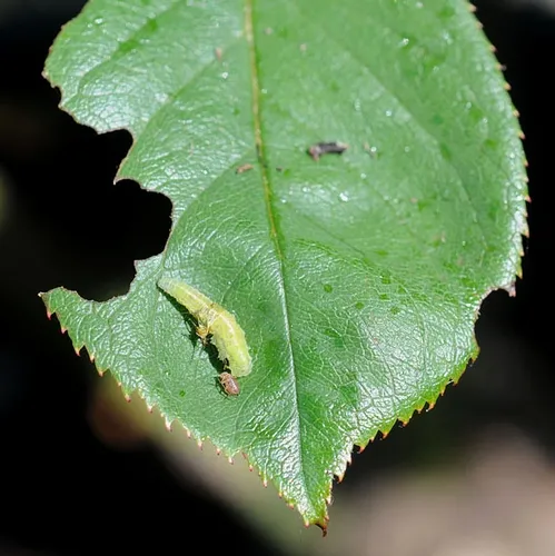 SYRPHID LARVA, on a rose leaf, is feeding on aphids. Soon it will become a flower fly or hover fly, like the one below. (Photo by Kathy Keatley Garvey)