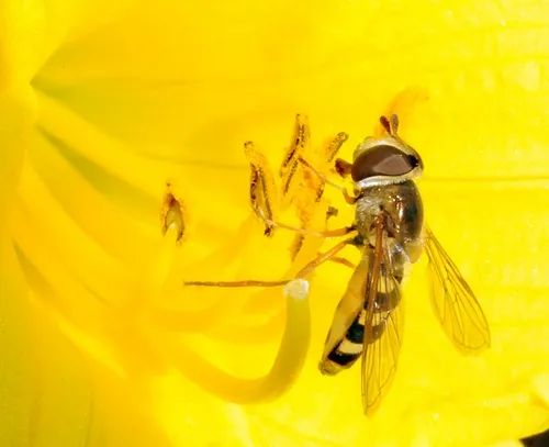 ADULT SYRPHID FLY feeds on nectar. (Photo by Kathy Keatley Garvey)