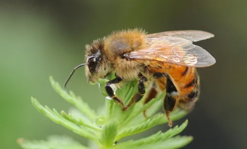 BRANCHING OUT--This bee at the Harry H. Laidlaw Jr. Honey Bee Research Facility, UC Davis, gathers water from the leaves of a freshly watered plant. (Photo by Kathy Keatley Garvey)