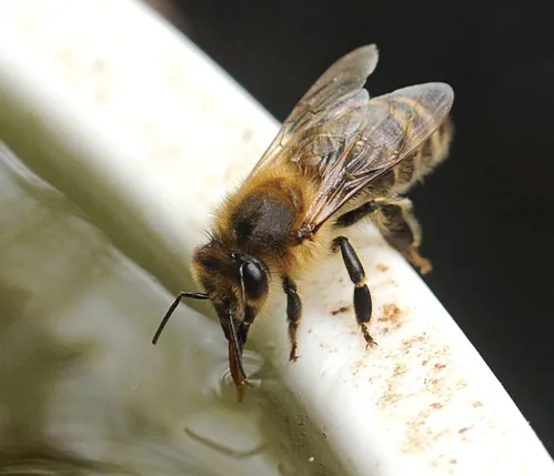 DRY FEET--Honey bees prefer to stand where it's dry when they're taking a drink. This lip on a flower pot makes a perfect spot. (Photo by Kathy Keatley Garvey)