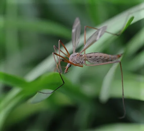 CRANE FLY, also known as a "mosquito hawk," nestles among the blades of grass. (Photo by Kathy Keatley Garvey)