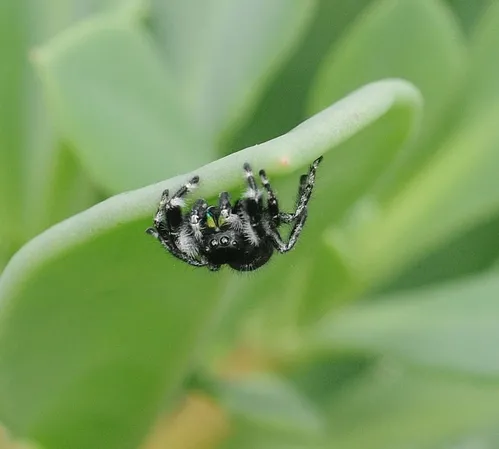 SPIDER crawls up the leaf of the rock purslane, probably scouting for the best place to build a web. (Photo by Kathy Keatley Garvey)