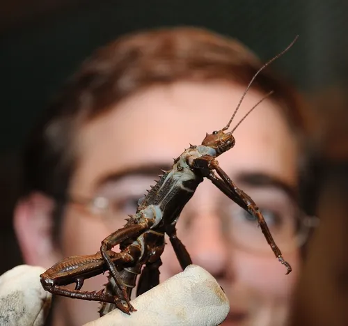 CLOSE-UP of a male Giant New Guinea Walking Stick. Note the spikes on its femurs. (Photo by Kathy Keatley Garvey)