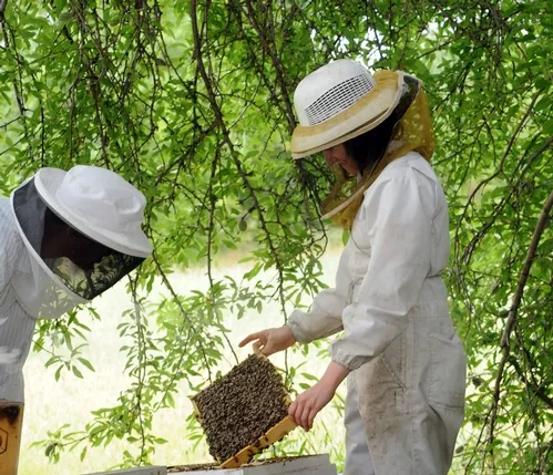 HONEY BEES--Checking the health of the honey bees at a hive at the Harry H. Laidlaw Jr. Honey Bee Research Facility at UC Davis is Elizabeth Frost (right), junior specialist. (Photo by Kathy Keatley Garvey)