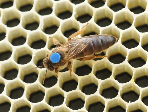 CLOSE-UP of a queen bee shows the dot on her thorax which makes it easier for beekeepers to distinguish the queen from the worker bees and drones. Sometimes worker bees, in grooming the queen, remove the marker. (Photo by Kathy Keatley Garvey)