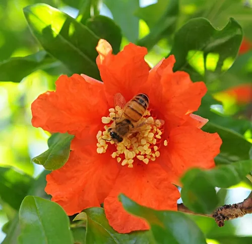 POM TIME--A honey bee nectars a pomegranate blossom. (Photo by Kathy Keatley Garvey)