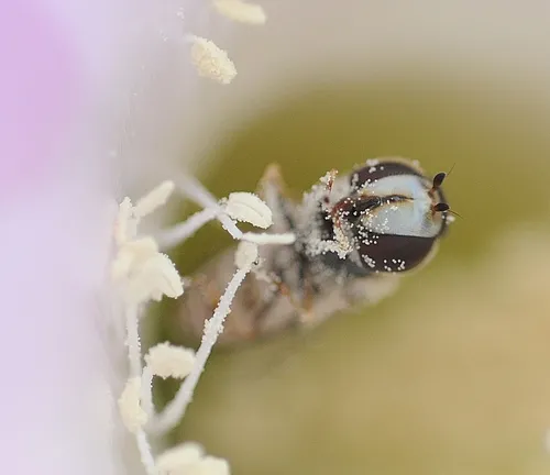 NECTARING--A syrphid fly nectars on a cactus blossom. (Photo by Kathy Keatley Garvey)