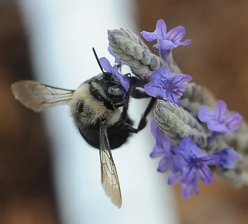 MALE CARPENTER BEE nectars lavender. (Photo by Kathy Keatley Garvey)