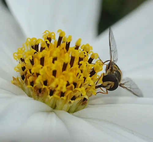 CLOSE-UP of syrphid nectaring on a cosmos. (Photo by Kathy Keatley Garvey)