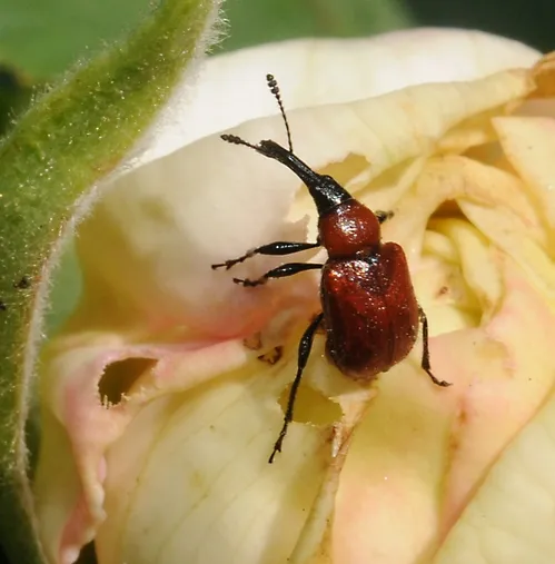 CLOSE-UP of a rose curculio or rose weevil shows its brick red thorax and elytra (that's the modified, hardened forewings that protect the hindwings underneath) and long black snout. This insect is a pest of roses, particularly yellow and white roses that grow wild or untended. (Photo by Kathy Keatley Garvey)