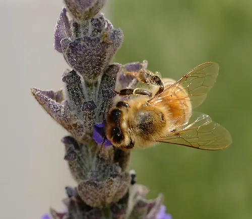 DELICATE WINGS of a honey bee look like a bridal veil as as she nectars on lavender. (Photo by Kathy Keatley Garvey)