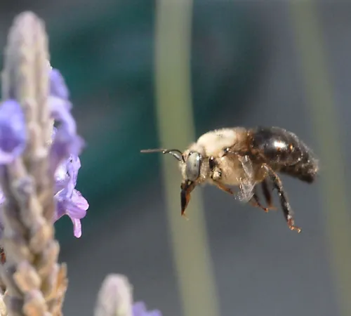 CAUGHT IN FLIGHT, a male carpenter bee heads for the lavender. (Photo by Kathy Keatley Garvey)